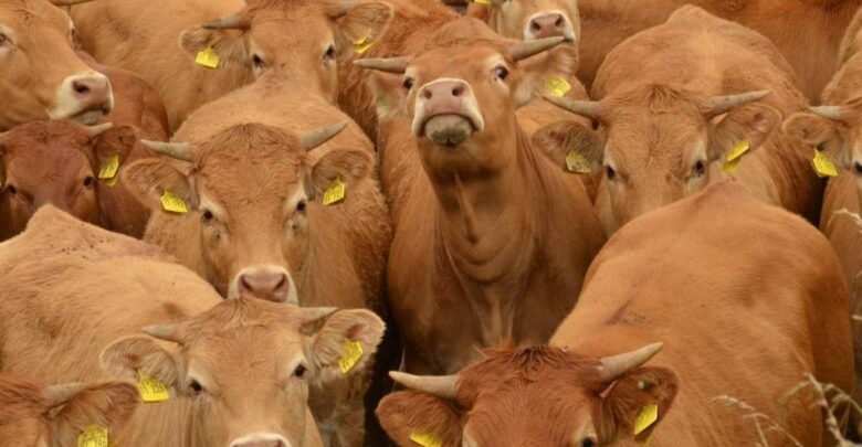 Detectan gusano barrenador en Guanajuato; ya son 20 estados afectados