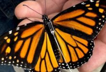 Mariposa monarca con transmisor llega a Texas