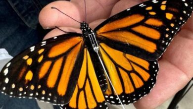 Mariposa monarca con transmisor llega a Texas