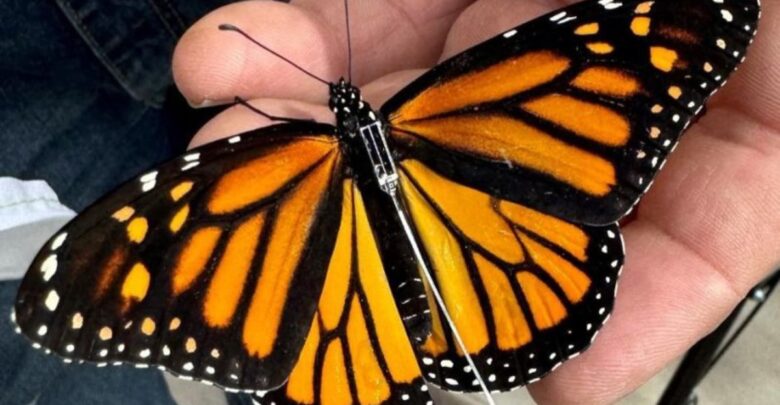 Mariposa monarca con transmisor llega a Texas