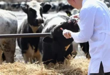 Promueven tratamiento para proteger becerros del gusano barrenador