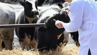 Promueven tratamiento para proteger becerros del gusano barrenador