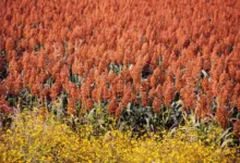 Sequía y crisis golpean al campo, pero Tamaulipas lidera en sorgo