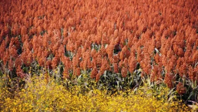 Sequía y crisis golpean al campo, pero Tamaulipas lidera en sorgo Sequía y crisis golpean al campo, pero Tamaulipas lidera en sorgo