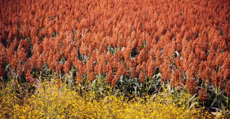 Sequía y crisis golpean al campo, pero Tamaulipas lidera en sorgo Sequía y crisis golpean al campo, pero Tamaulipas lidera en sorgo